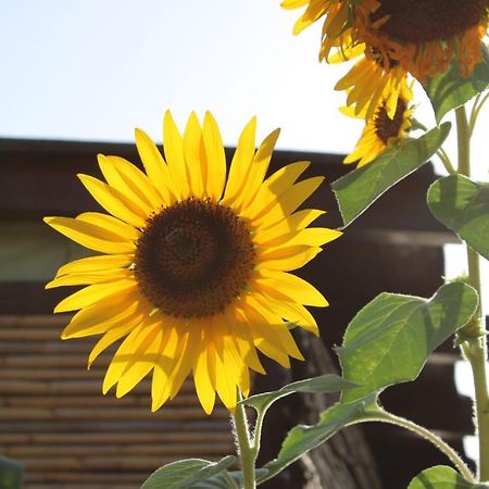 Il Girasole Alloggio Fluminimaggiore Extérieur photo