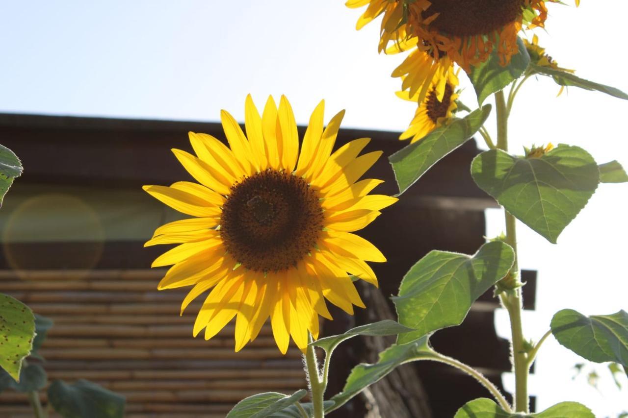 Il Girasole Alloggio Fluminimaggiore Extérieur photo